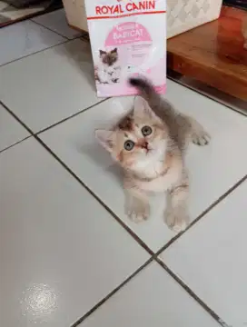 British shorthair / BSH Golden
