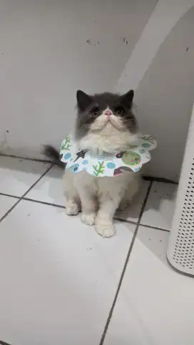 Kucing persia peaknose longhair