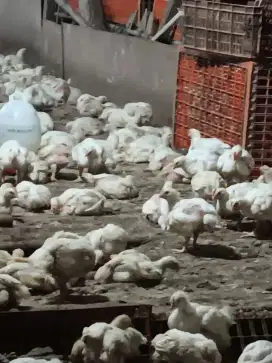 Ayam potong segar