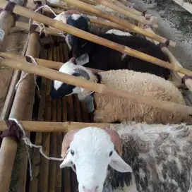 Jual Domba untuk hewan qurban nego sampai deal.