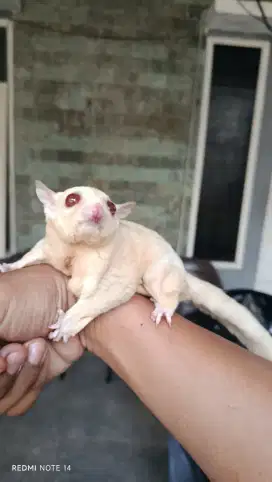 Sugar glider creamino jantan siap kawin
