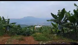 Tanah Kebun di Puncak Simun, Cipanas, Cianjur