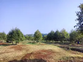 Tanah Lahan Kebun Durian SHM 2.2 Hektar di Jumapolo Karanganyar