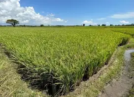 Dijual Tanah sekitar Galesong, Takalar