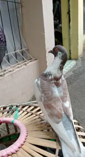 burung merpati blantobg