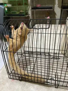 Sugar glider creamino