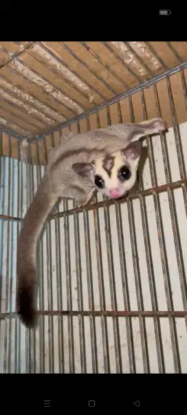 Sugar glider white face