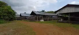 Dijual tanah dan kandang petelur