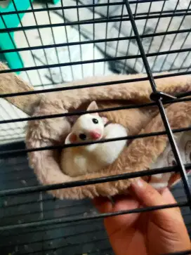 Sugar Glider Joey Leu Jantan