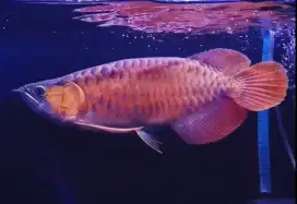 Arwana super red