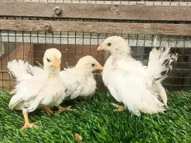 Anakan Chabo Blacktail usia 1 bulan 1 minggu