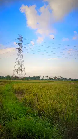 JUAL SAWAH CEPAT LUAS 1600M