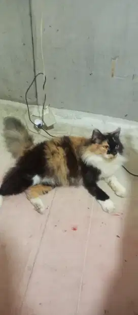 Calico Longhair