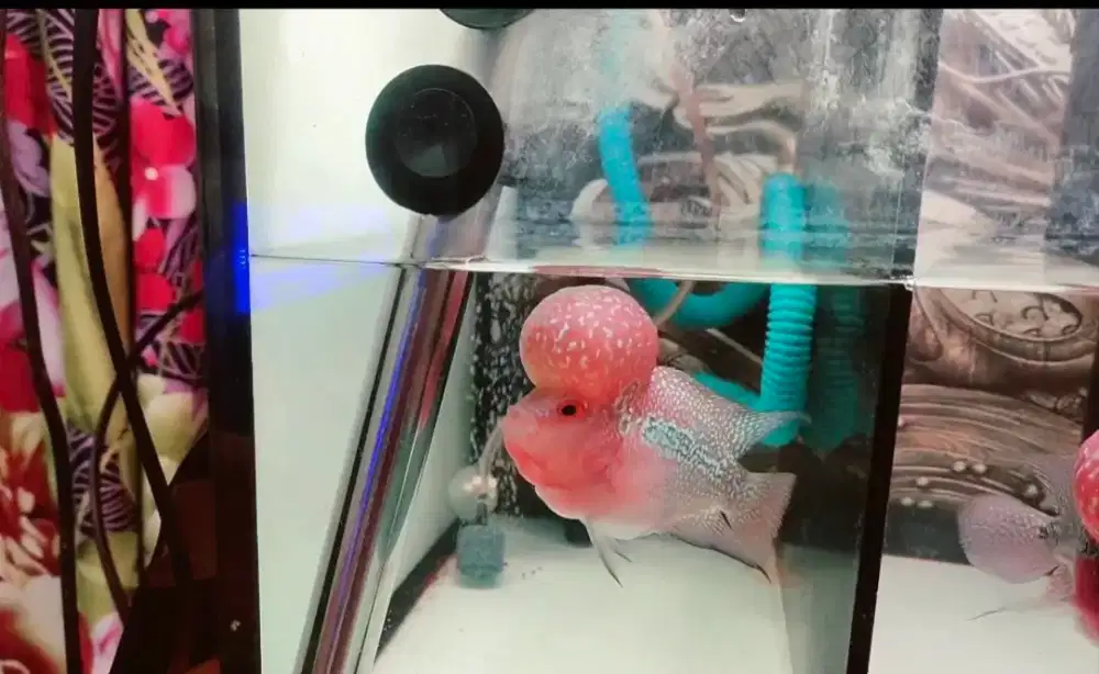 Ikan kouhan srd boon head