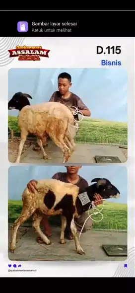 Jual sapi domba