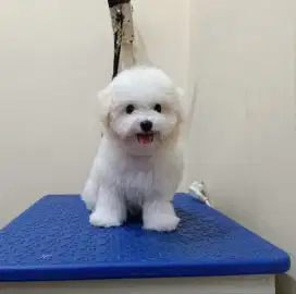 Jual Tiny Bichon Frise Betina Cucu Import Korea
