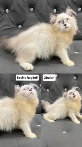 Kitten Ragdoll betina