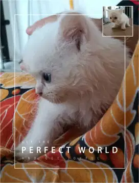 Kucing persia medium