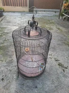 Kandang Burung Murai, Kacer dan Pentet