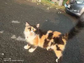 Jual kucing Persia