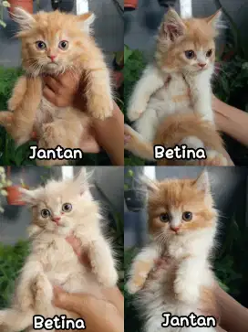 Kitten persmed 2.5 bulan