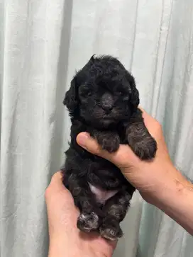 Poodle betina light silver