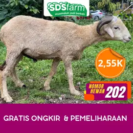 Jual Domba Kurban Bandung – Terpercaya & Siap Antar ke Lokasi