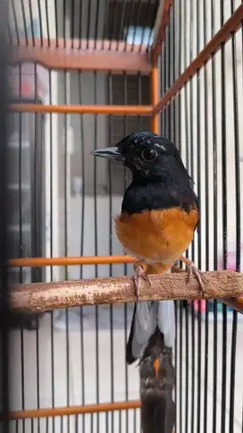 Burung Murai Medan Jantan Kepanjen Malang