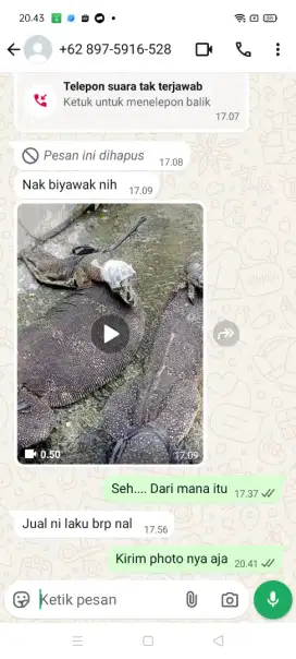 Jual cepat, biawak dewasa.