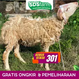 Domba Kurban Gemuk & Jinak – Lokasi Mudah Akses Bandung
