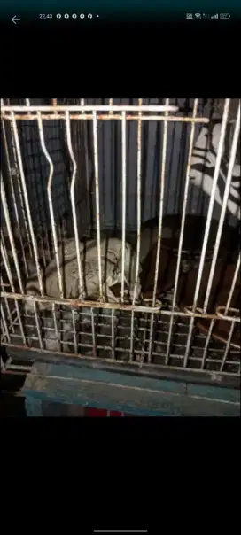 sugar glider head albino