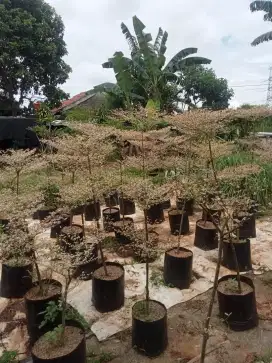 Jual pohon Ketapang kencana varigata ukuran mulai 1-4m