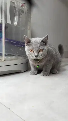 British Shorthair (BSH) kitten male