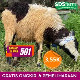 Domba Kurban Bandung – Gratis Kirim dan Bisa Titip Potong
