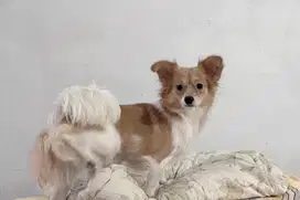 ANJING MINI POMP