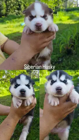 Anak anjing Siberian Husky