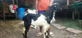 kambing Qurban NH Aqiqah Jakarta