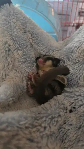 Sugar Glider Classic Grey Joey (bukan peternak)