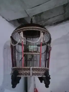 Burung tekukur  + kandangnya bagus