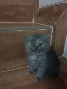 Kitten Persia long hair bulu kapas