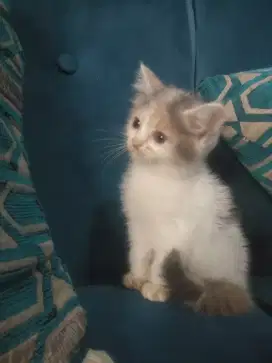 kucing persia betina
