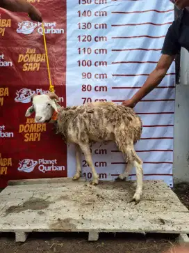 Jual domba sapi siap Qurban Gratis pengiriman dan perawatan