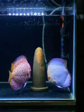 discus / diskus pair proven
