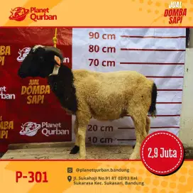 Jual hewan qurban