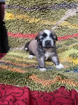 Anak Anjing Shihtzu Pom mix