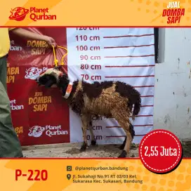 Domba Garut siap qurban harga terjangakau