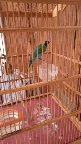 Murai baru makan pisang