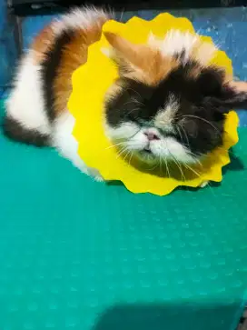 Kucing peaknose betina calico