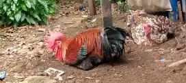 Jual ayam pelung 1 pasang asli