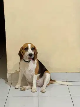 Dijual Indukan beagle